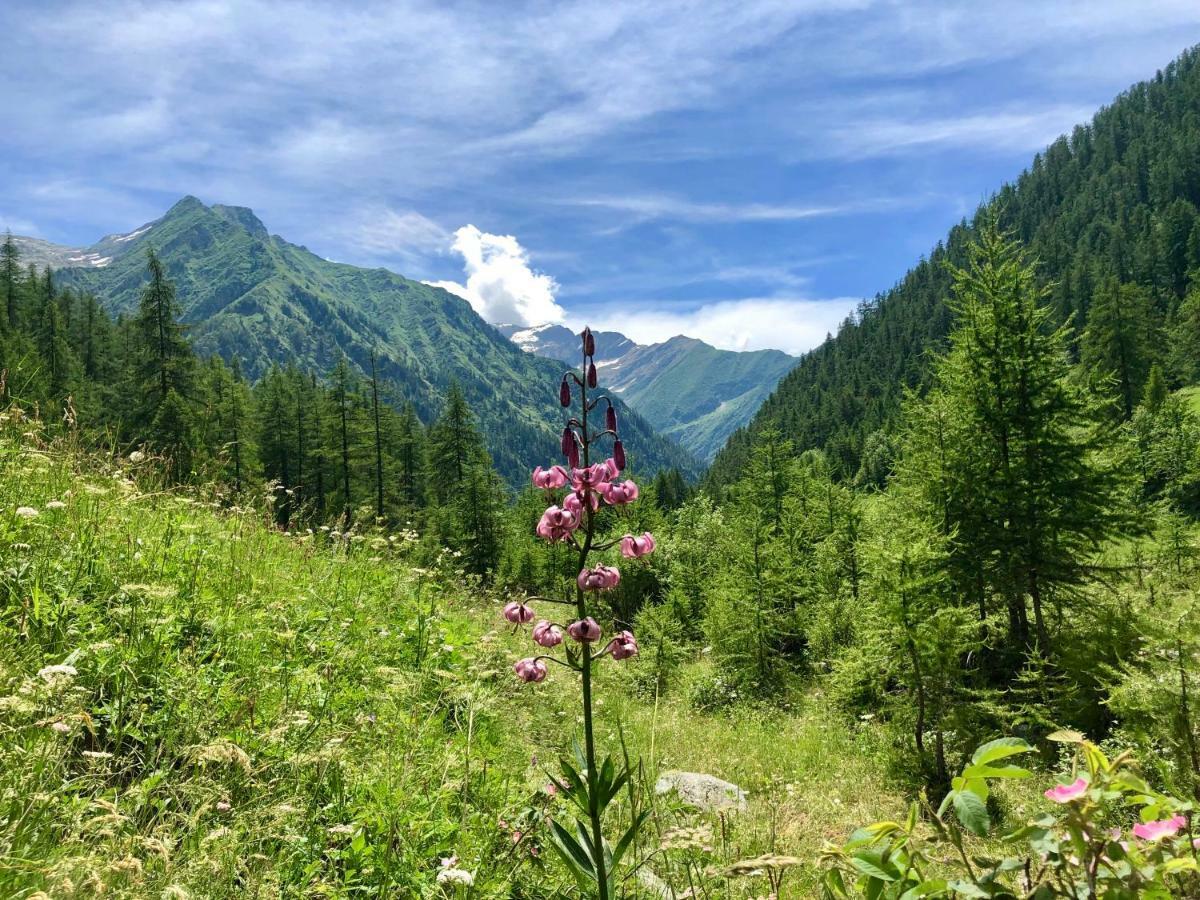 ホテル Chalet Rosa Dei Monti Valprato Soana エクステリア 写真